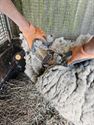 Verwaarloosd schaap al 2 jaar niet geschoren