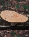 En daar zijn de paddenstoelen al ...