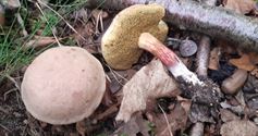 Ondanks de droogte zijn er al heel wat ...