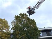 Hoornaarsnesten blijven opduiken