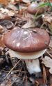 30 soorten paddenstoelen aan De Kluis