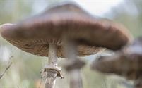 Natuurpareltjes langs de Weg naar de Grauwe Steen