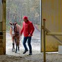 Paarden en pony's springen vlot zonder ruiter