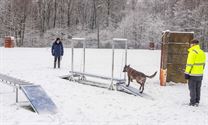 Erg uitdagende opdrachten voor de reddingshonden