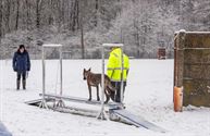 Erg uitdagende opdrachten voor de reddingshonden