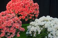 Neos bezocht het SMAK en de Gentse Floraliën