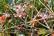 Neos bezocht het SMAK en de Gentse Floraliën