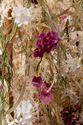 Neos bezocht het SMAK en de Gentse Floraliën