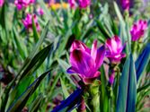 Neos bezocht het SMAK en de Gentse Floraliën