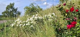 Rozen van Rozenkring bloeien op terril Beringen