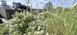 Rozen van Rozenkring bloeien op terril Beringen