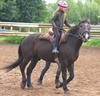 Heel de zomer paardenkampen