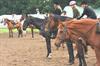 Heel de zomer paardenkampen