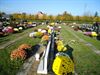Zonovergoten bloemenzee op kerkhoven