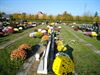 Zonovergoten bloemenzee op kerkhoven