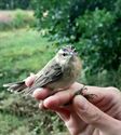 Vogels ringen voor de natuurwetenschap