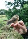 Vogels ringen voor de natuurwetenschap