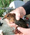 Vogels ringen voor de natuurwetenschap