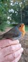Vogels ringen voor de natuurwetenschap