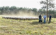 Herders: idylische job met veel zorgen