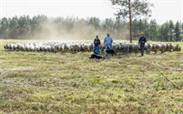 Herders: idylische job met veel zorgen