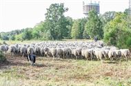 Herders: idylische job met veel zorgen