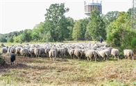 Herders: idylische job met veel zorgen