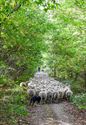 Herders: idylische job met veel zorgen