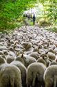 Herders: idylische job met veel zorgen