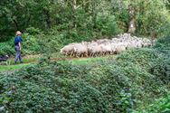 Herders: idylische job met veel zorgen