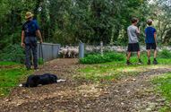 Herders: idylische job met veel zorgen