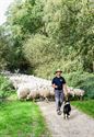 Herders: idylische job met veel zorgen