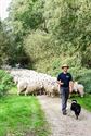 Herders: idylische job met veel zorgen