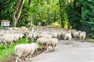 Herders: idylische job met veel zorgen