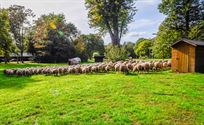 Herders: idylische job met veel zorgen