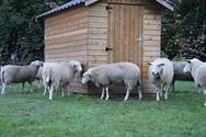 De schapen zijn ontwaakt en weer vertrokken