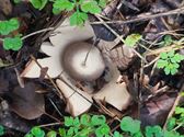 Herfst in de natuur (1)