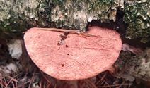 Herfst in de natuur (1)