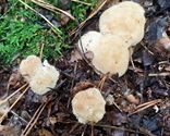 Herfst in de natuur (2)