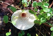 Herfst in de natuur (2)