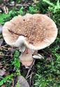 Herfst in de natuur (3)