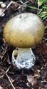 Herfst in de natuur (4)