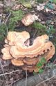 Herfst in de natuur (4)