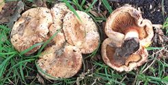 Herfst in de natuur (5)