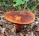 Herfst in de natuur (5)