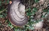 Herfst in de natuur (6)