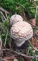 Herfst in de natuur (6)