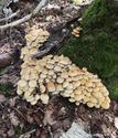 Herfst in de natuur (7)