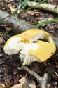 Herfst in de natuur (8)