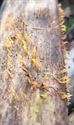 Herfst in de natuur (8)